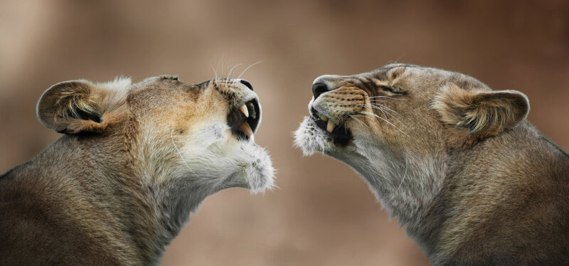 Two lions roaring at each other