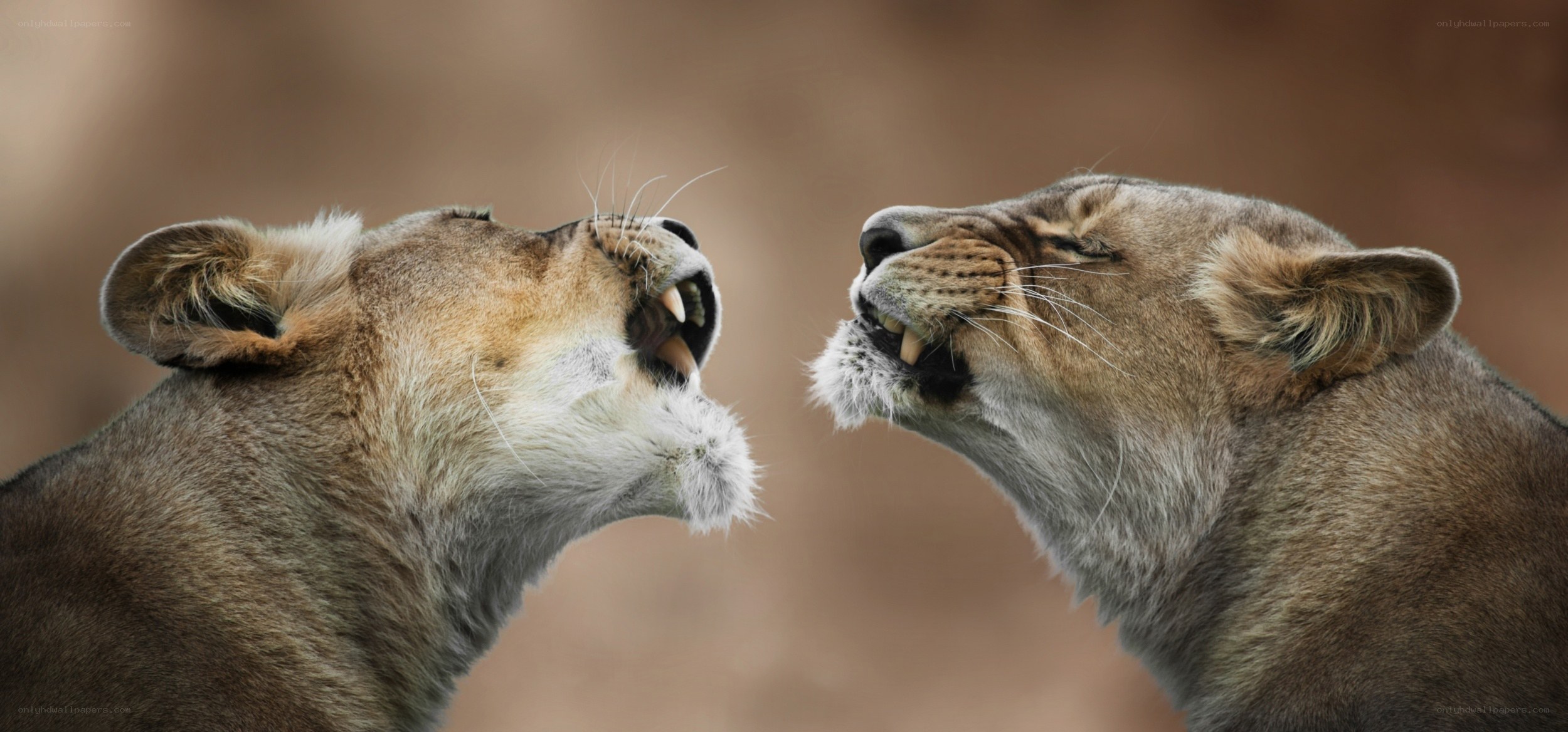 Two lions roaring at each other
