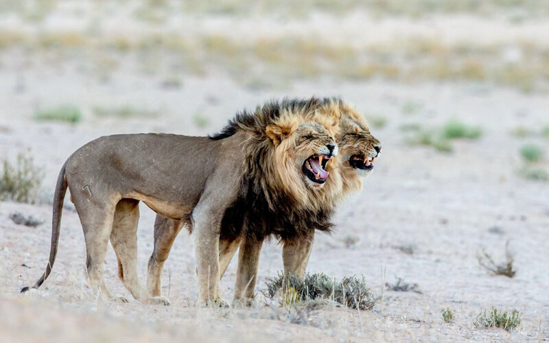 Two Lions Roaring — Brown