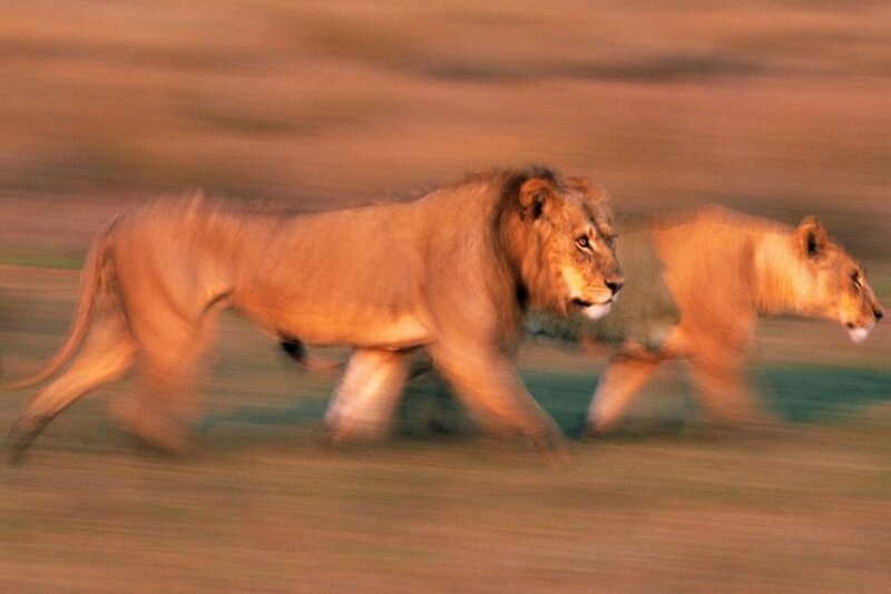 Two Lions Running