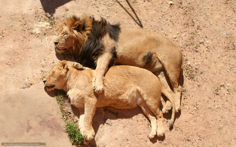 Two Lions Sleeping — Brown, Calm, Afternoon