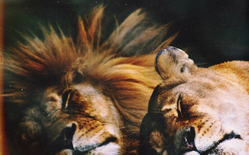 Two Lions Sleeping — Brown, Calm