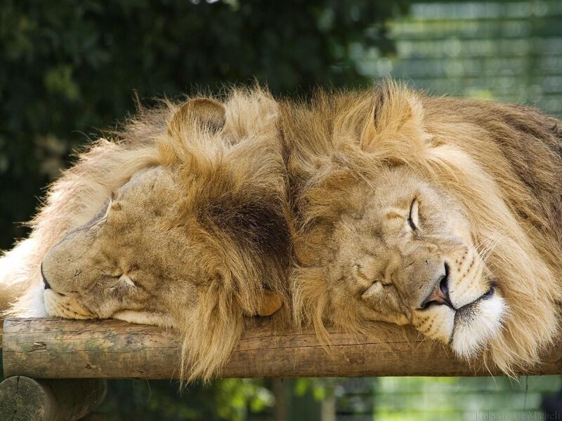 Two Lions Sleeping — Brown, Peaceful, Afternoon