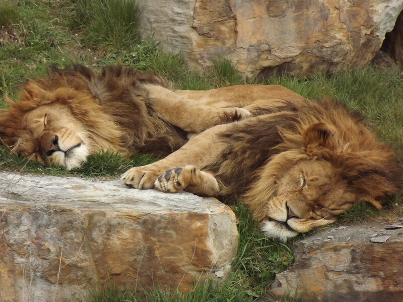 Two Lions Sleeping — Brown