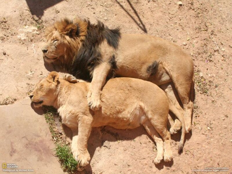 Two Lions Sleeping