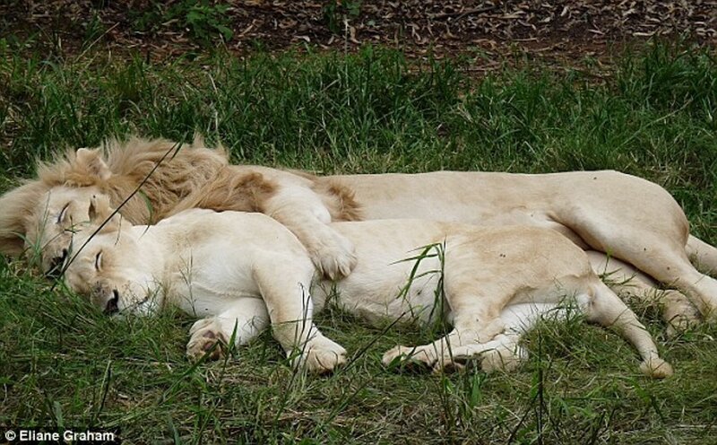 Two lions sleeping together
