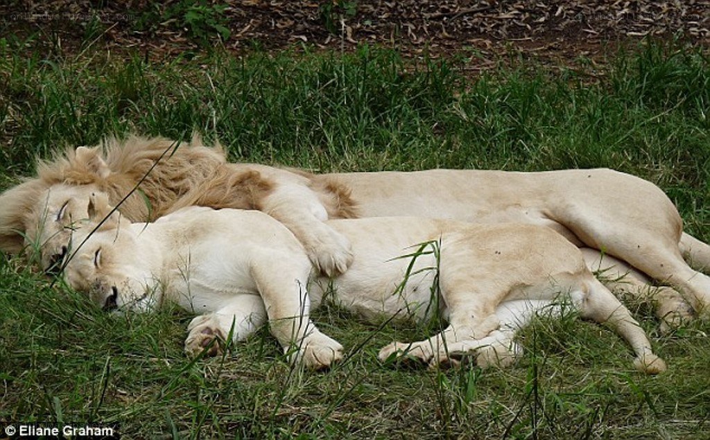 Two lions sleeping together