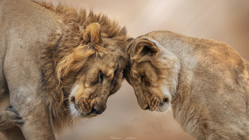 Two Lions Touching Heads