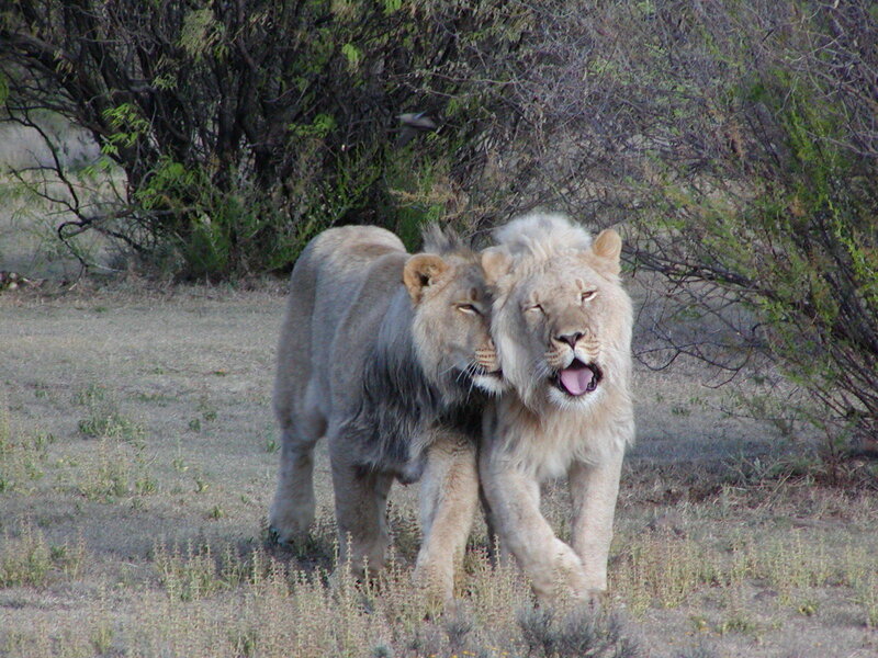 two lions walking together