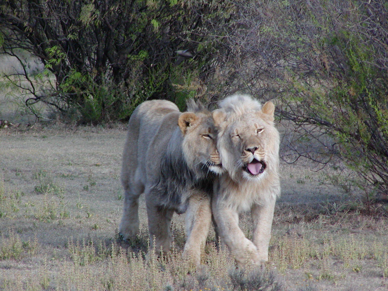 two lions walking together