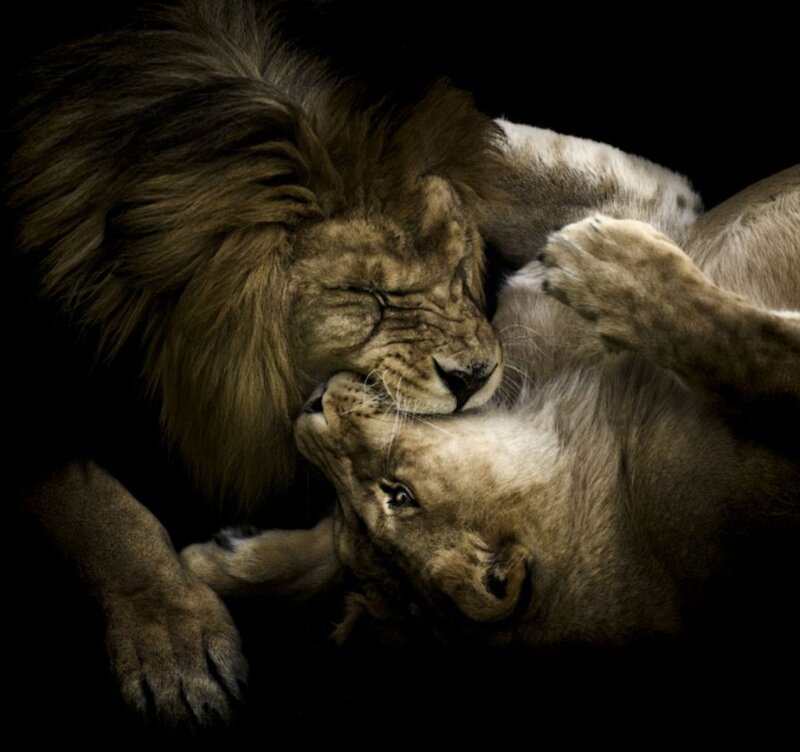 Two Lions Wrestling