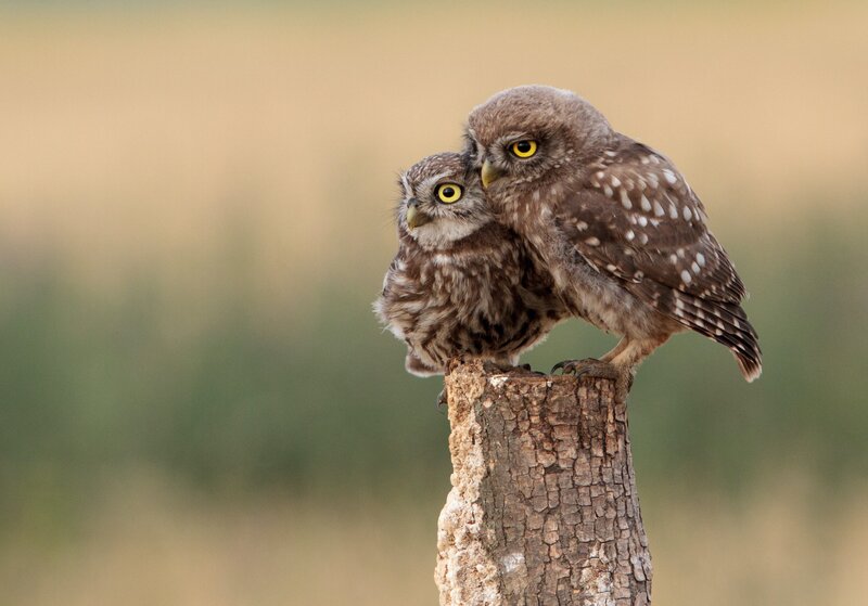 Two Little Owls — Brown