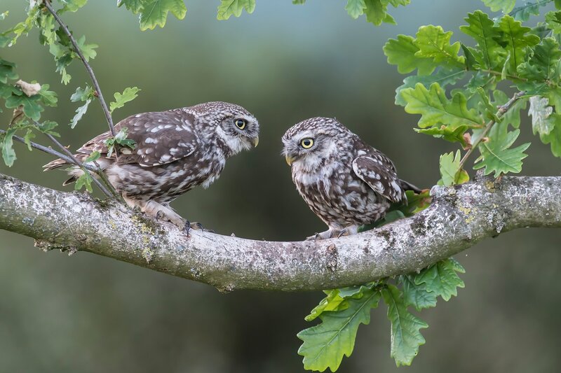 Two Little Owls