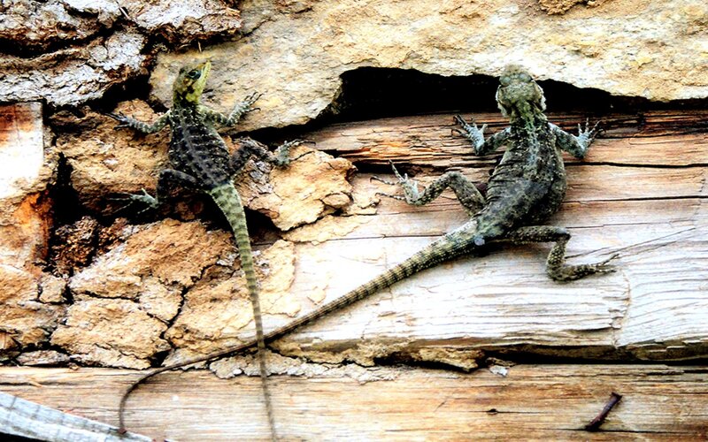 Two lizards on a log
