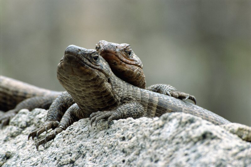 Two lizards on a rock