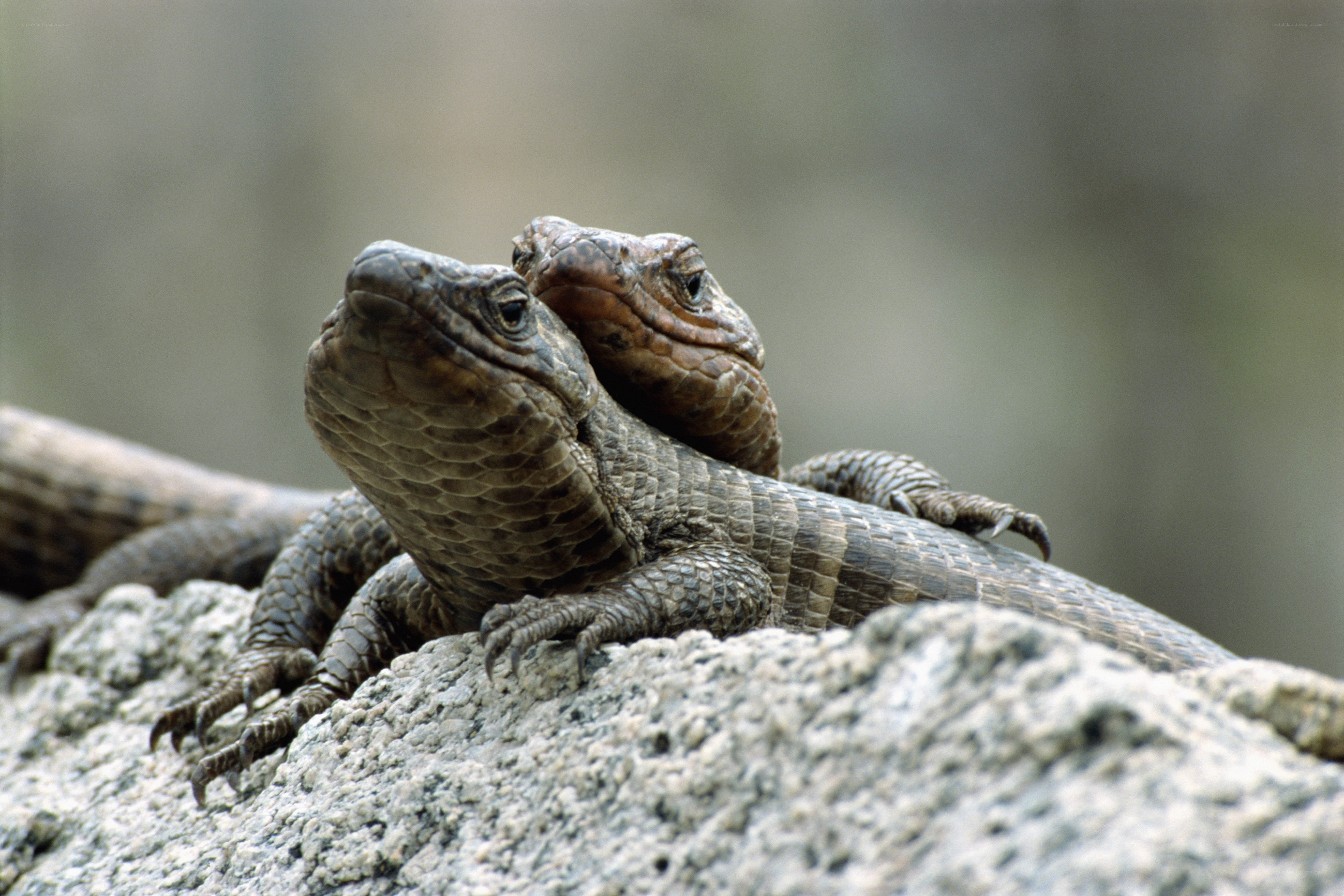 Two lizards on a rock