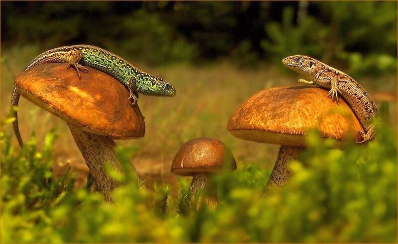Two Lizards on Mushrooms
