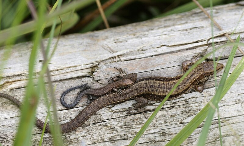 Two Lizards on Wood