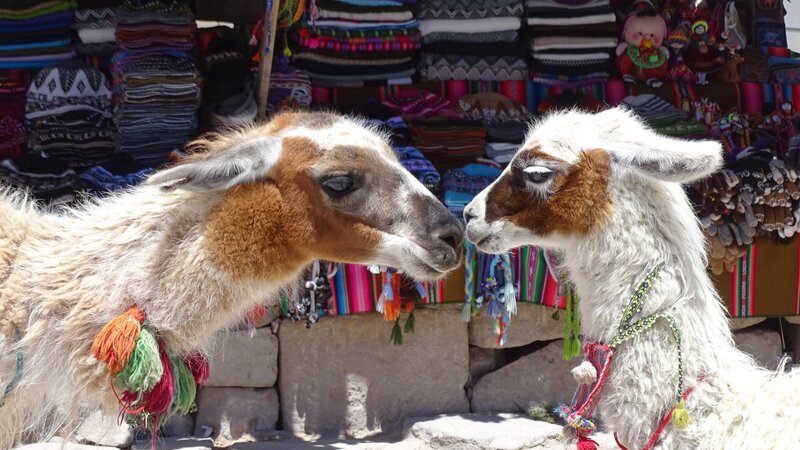 Two Llamas Facing Each Other