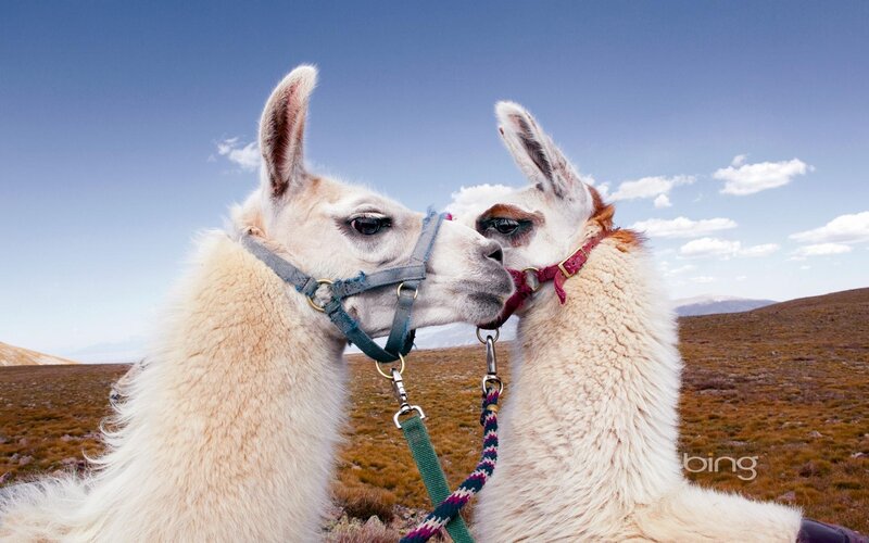 Two llamas nuzzling