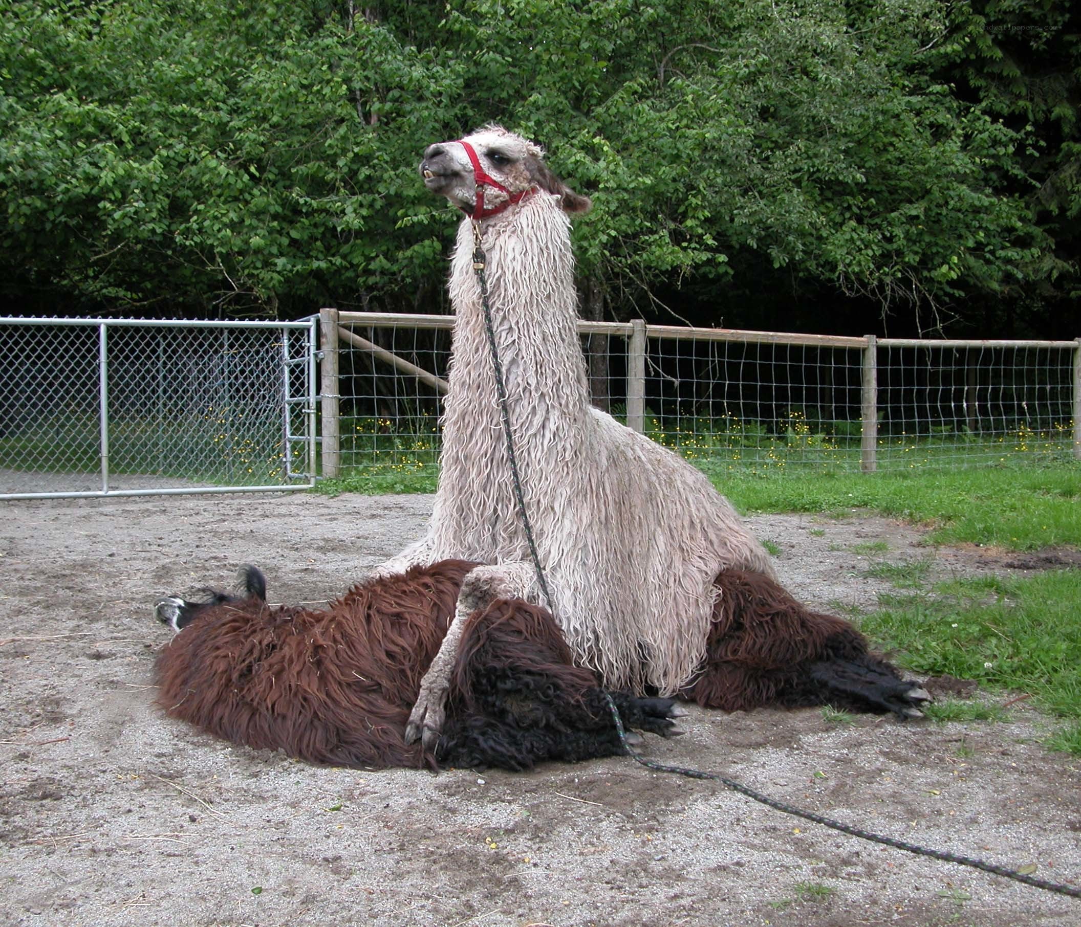 Two llamas resting in a pen