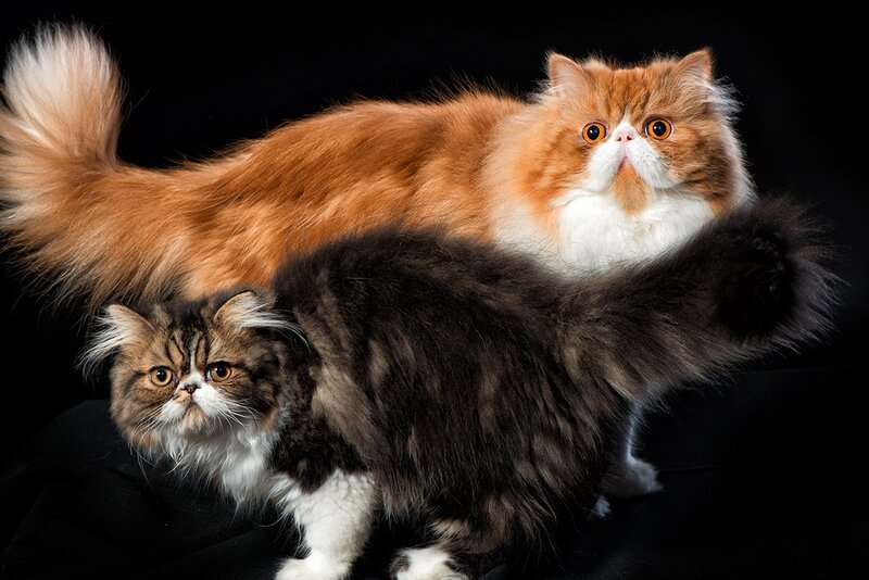 Two Long-haired Cats — Black, Dramatic