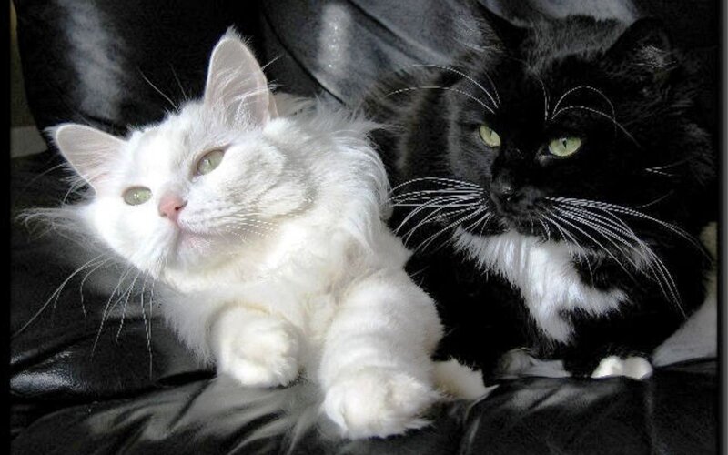 Two Long-haired Cats — Black
