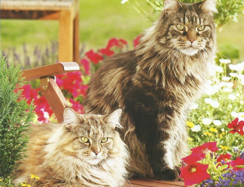 Two Long-haired Cats — Brown