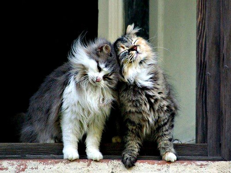 Two Long-haired Cats — Gray, Calm