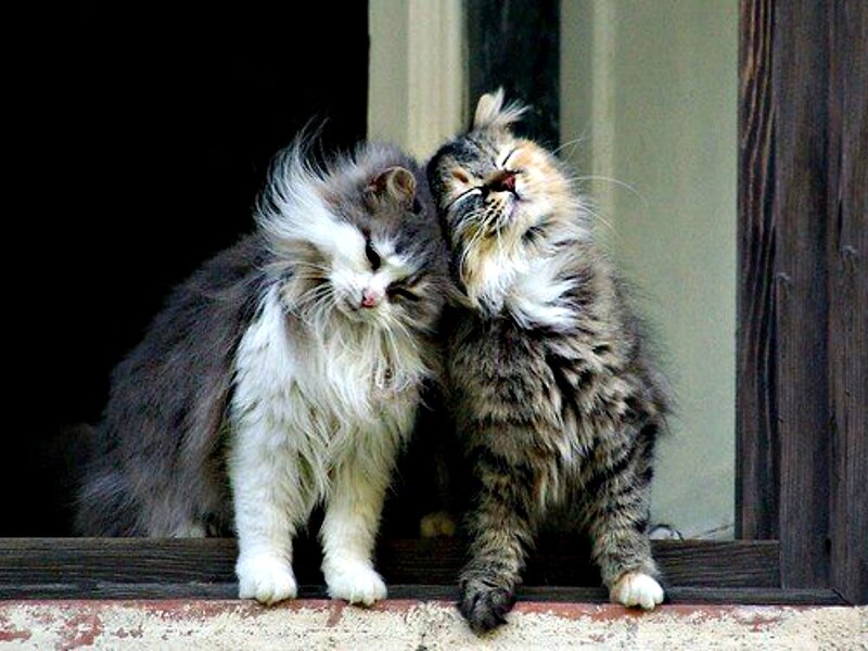 Two Long-haired Cats — Gray