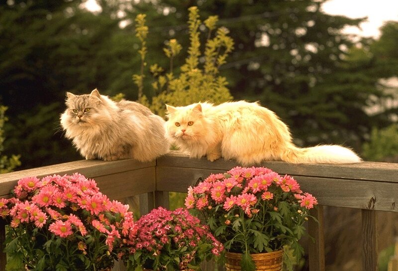 Two Long-haired Cats — Pink