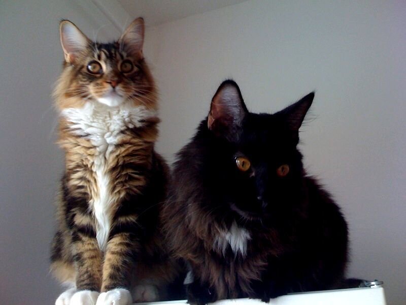 Two Long-haired Cats