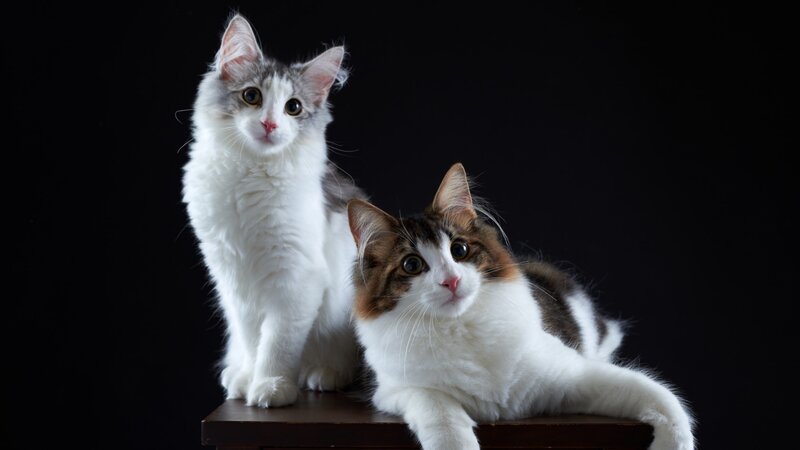 Two Long-haired Cats — White, Calm, Photograph, Table