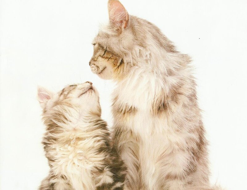 Two Long-haired Cats — White, Calm, Photograph