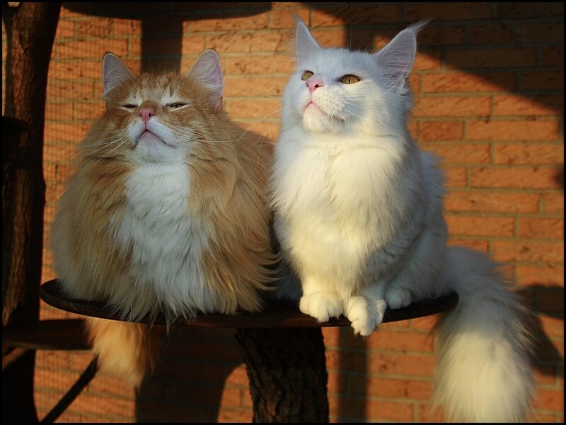 Two Long-haired Cats — White, Calm