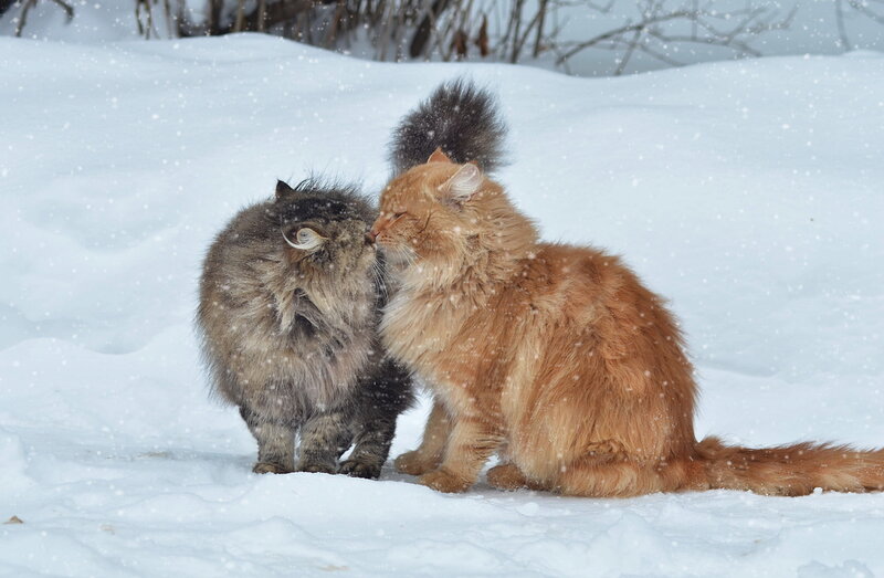 Two Long-haired Cats — White, Calm, Winter