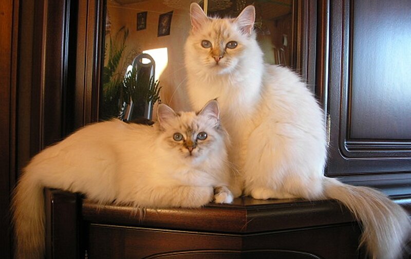 Two Long-haired Cats — White