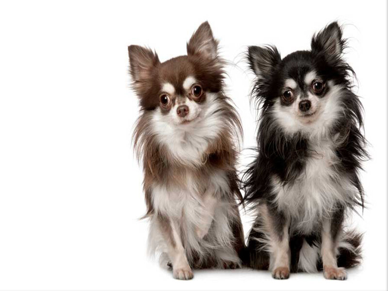 Two Long-haired Chihuahuas