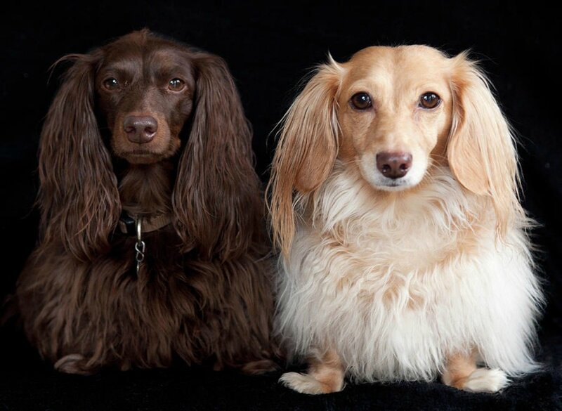 Two Long-haired Dachshunds — Brown