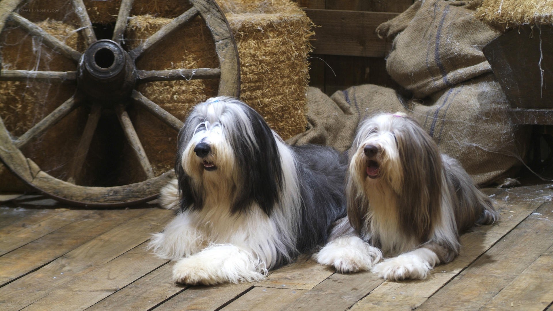 Two long-haired dogs in a barn