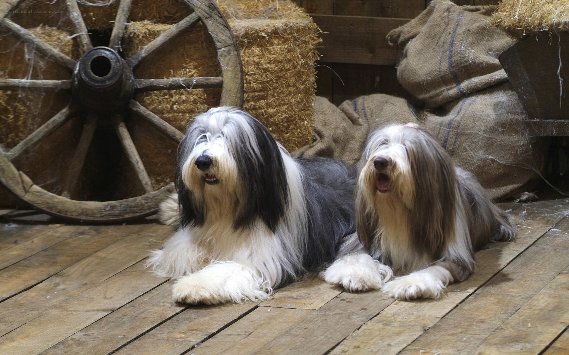 Two long-haired dogs in barn