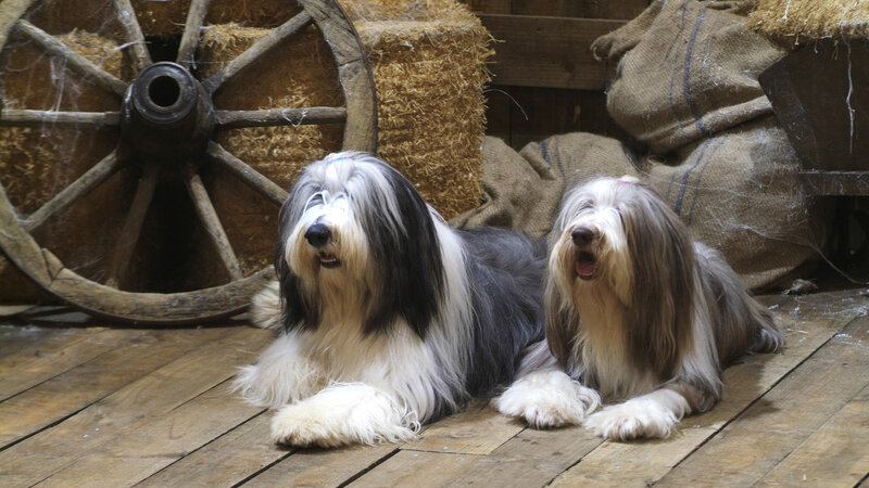Two Long-haired Dogs