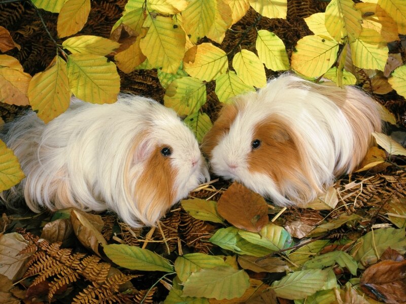 Two Long-haired Guinea Pigs