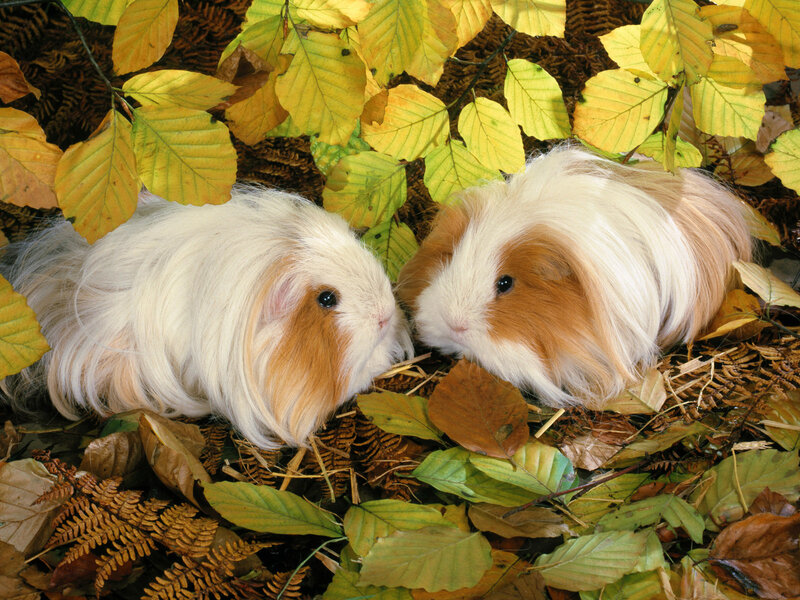 Two Long-haired Guinea Pigs — Yellow