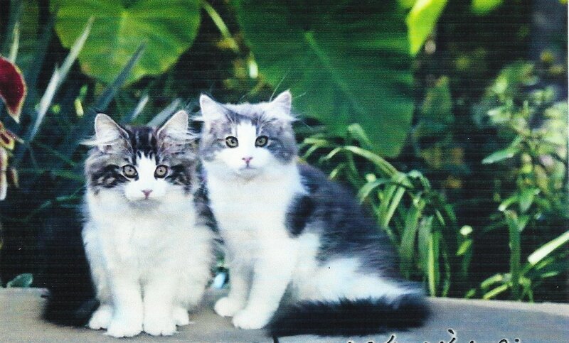 Two Long-haired Kittens