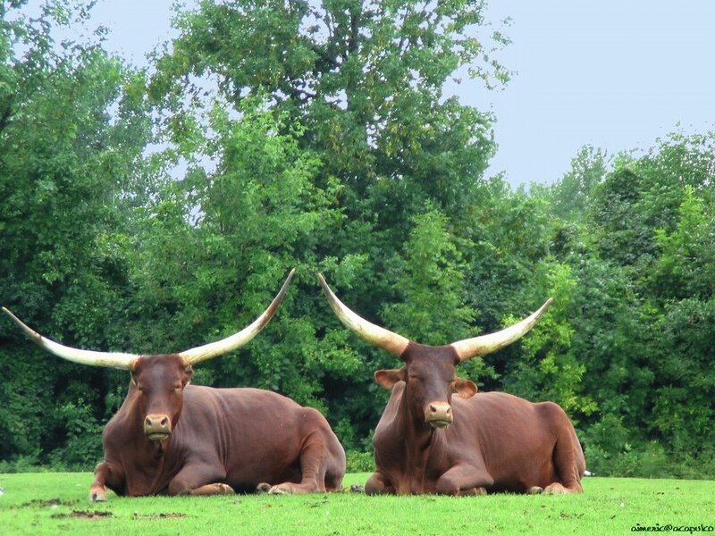 Two long-horned cattle resting