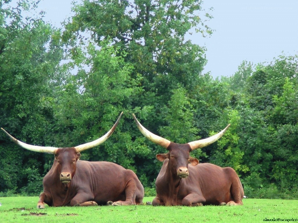 Two long-horned cattle resting