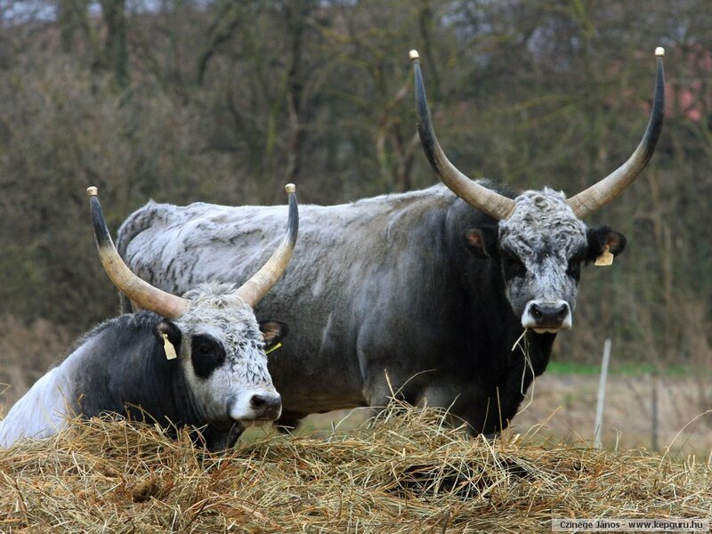 Two Long-horned Cattle