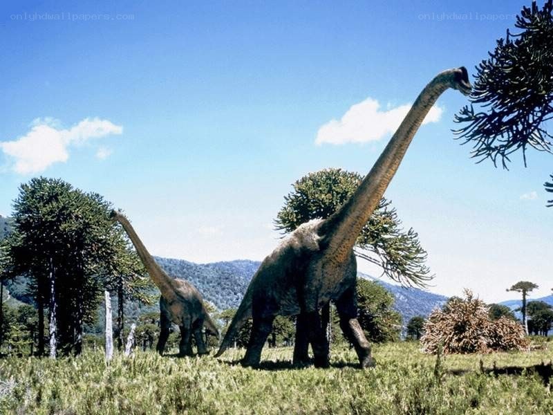 Two long-necked dinosaurs in a field