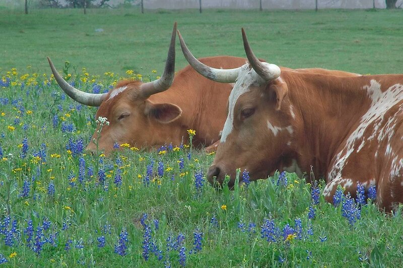 Two Longhorn Cattle